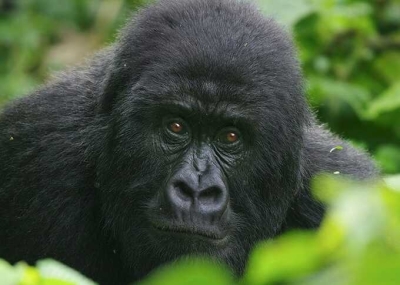 В оставленном без присмотра зоопарке Англии нашли заключённых горилл